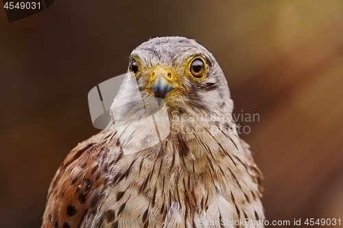 Image of Common Kestrel (Falco Tinnunculus)