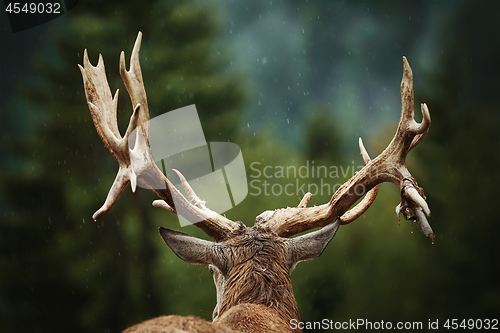 Image of Red Deer Stag