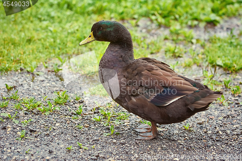 Image of Duck on the Ground