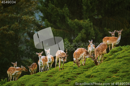 Image of Deers near the Forest