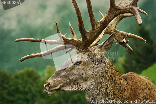 Image of Red Deer Stag