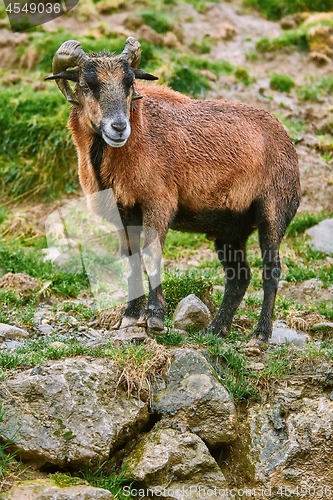 Image of Ram on Stones