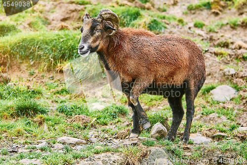 Image of Ram on Pasture