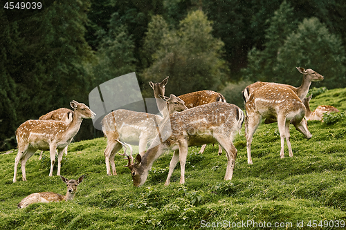 Image of Deers near the Forest