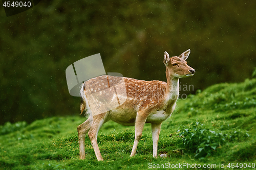 Image of Deer at the Edge of the Forest