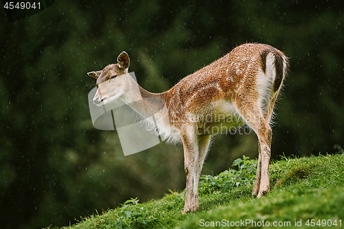 Image of Deer at the Edge of the Forest