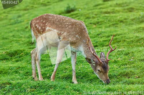 Image of Deer on the Pasture