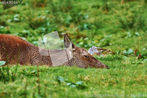 Image of Deer on the Ground