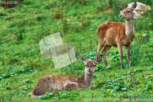 Image of Deers on the Slope of a Hill