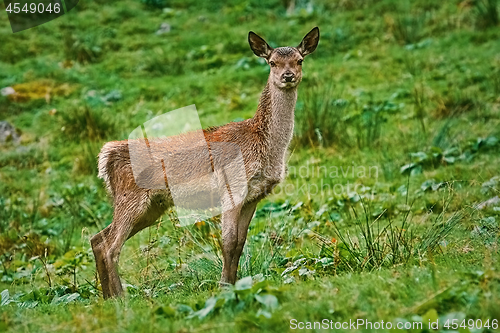 Image of Deer on the Slope of a Hill 