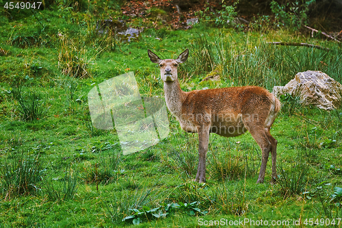 Image of Deer in the Forest