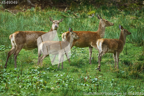 Image of Deers on the Slope of a Hill