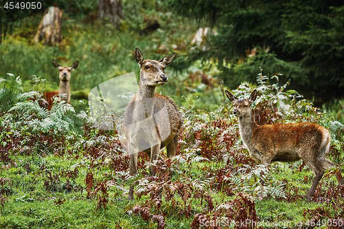 Image of Deers in the Forest