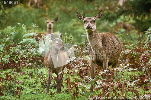 Image of Deers in the Forest