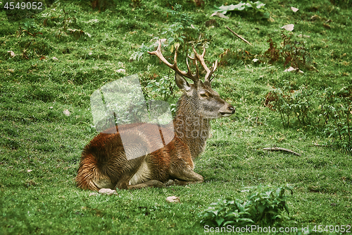 Image of Deer Rest on the Grass