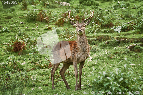 Image of Deer Standing on the Grass