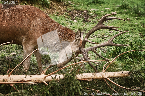 Image of Deer Scratching Horns