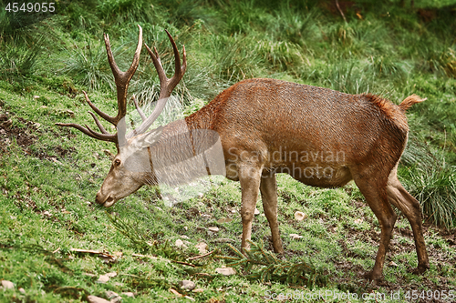 Image of Deer Grazing on the Grass