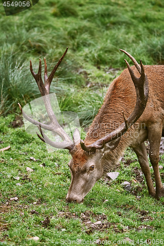 Image of Deer Grazing on the Grass