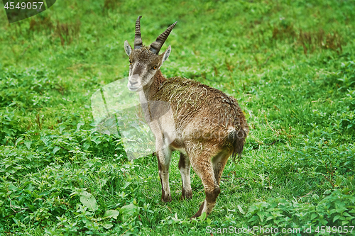 Image of Goatling in the Grass