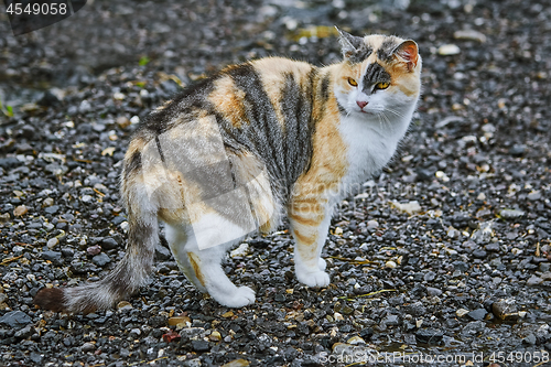 Image of Domestic Cat on Road