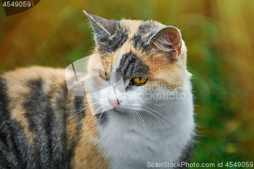 Image of Portrait of Cat