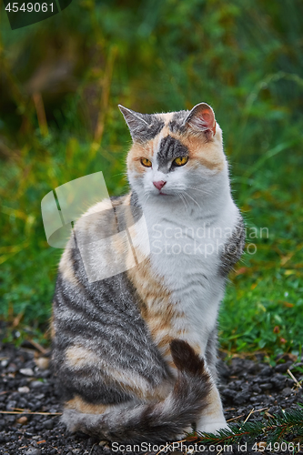 Image of Sitting Domestic Cat 