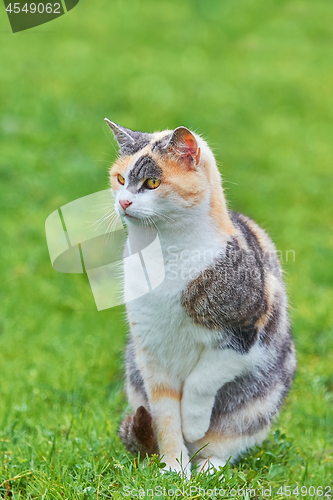 Image of Sitting Domestic Cat