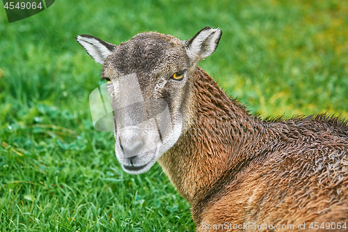 Image of Potrtrait of a Sheep