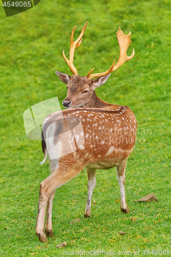 Image of Deer Grazing on the Grass