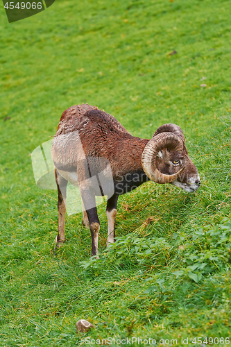 Image of Ram on the Grass