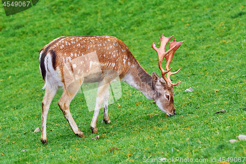 Image of Deer Grazing on the Grass