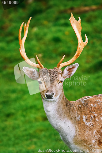 Image of Portrait of Deer