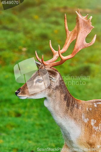 Image of Portrait of Deer