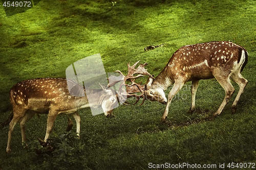 Image of Closeup of Deer Fight