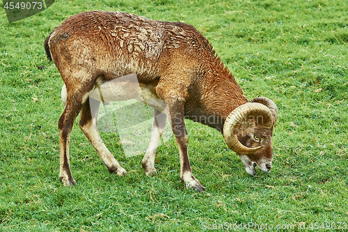 Image of Ram on the Grass