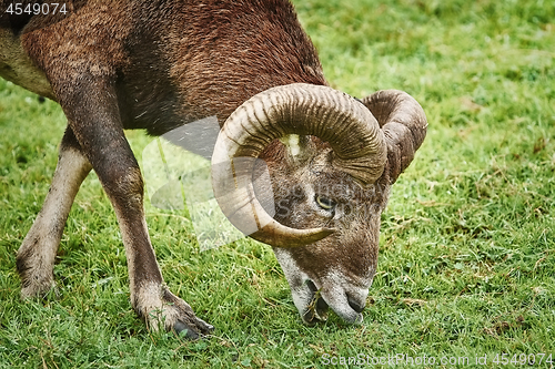 Image of Ram on the Grass