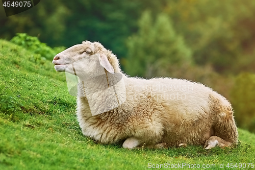 Image of Sheep on the Grass