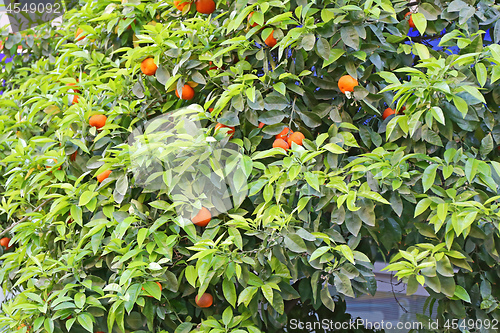 Image of Orange Tree