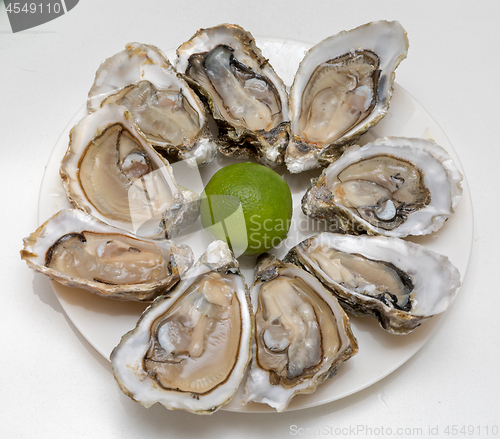 Image of Oysters at Plate