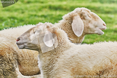 Image of Sheeps on the Grass