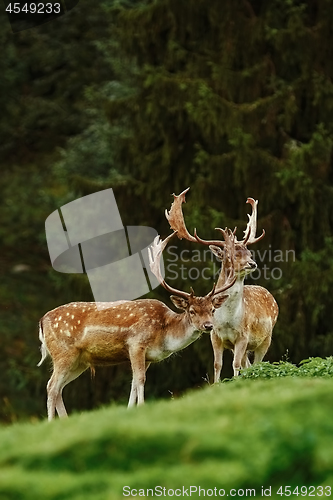 Image of Deers near the Forest