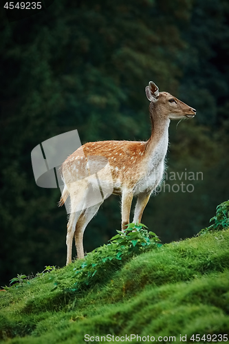 Image of Deers near the Forest