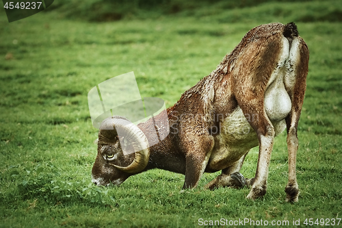 Image of Ram on the Grass