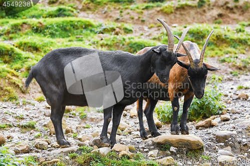 Image of Goats on Pasture