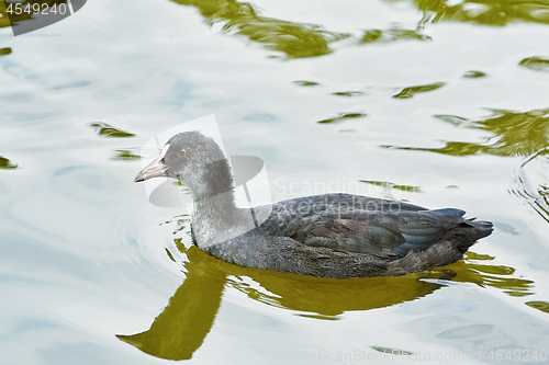 Image of Nestling of Common Coot