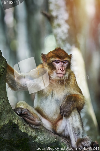 Image of  Barbary Macaque (Macaca Sylvanus)