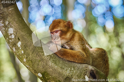 Image of  Barbary Macaque (Macaca Sylvanus)
