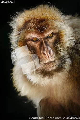 Image of Barbary Macaque (Macaca Sylvanus)