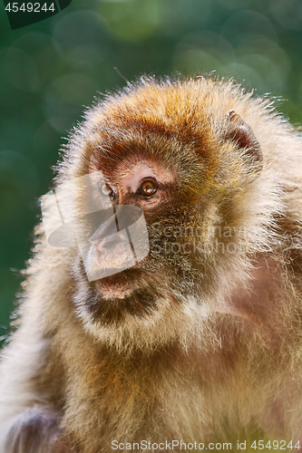 Image of Barbary Macaque (Macaca Sylvanus)